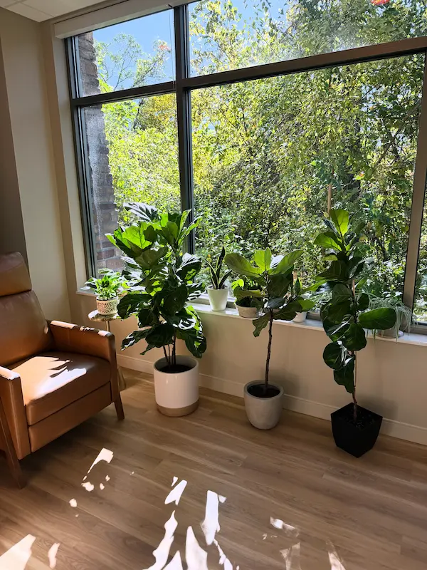 Plants in the Kairos Holistic Dental waiting room
